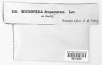 Micropera drupacearum image